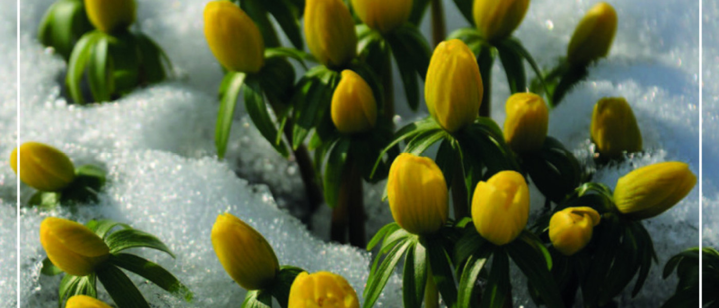 Winterliche - gelbe Blütenteppiche gegen den Winterblues!