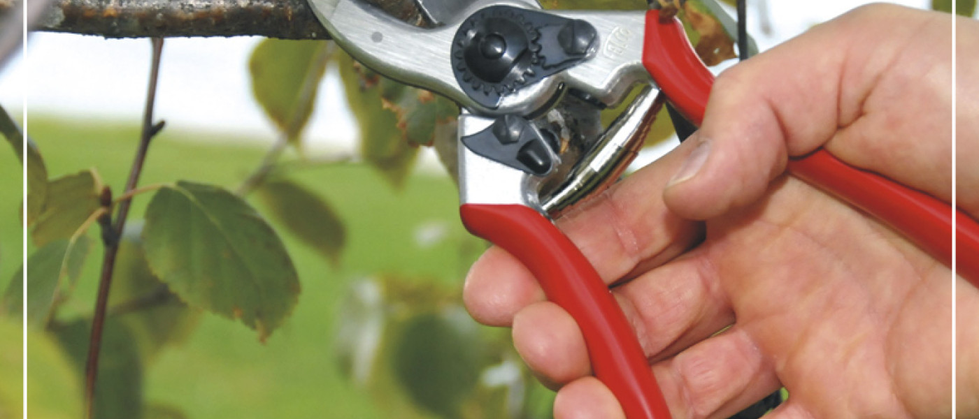 Winterschnitt an Obstgeh&ouml;lzen