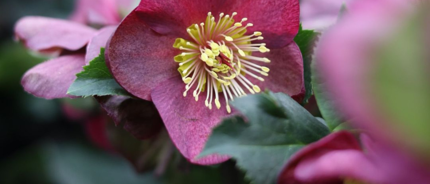 Winterzauber im Topf