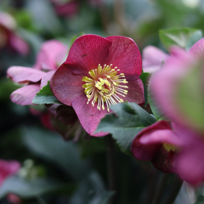 <? $page->title() ?>