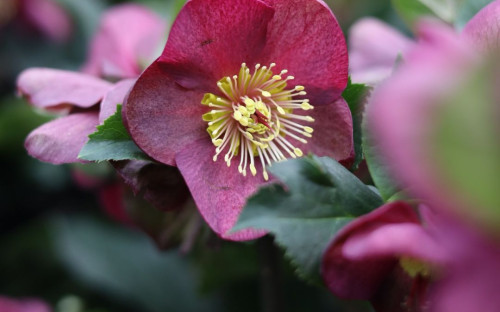 <? $page->title() ?>