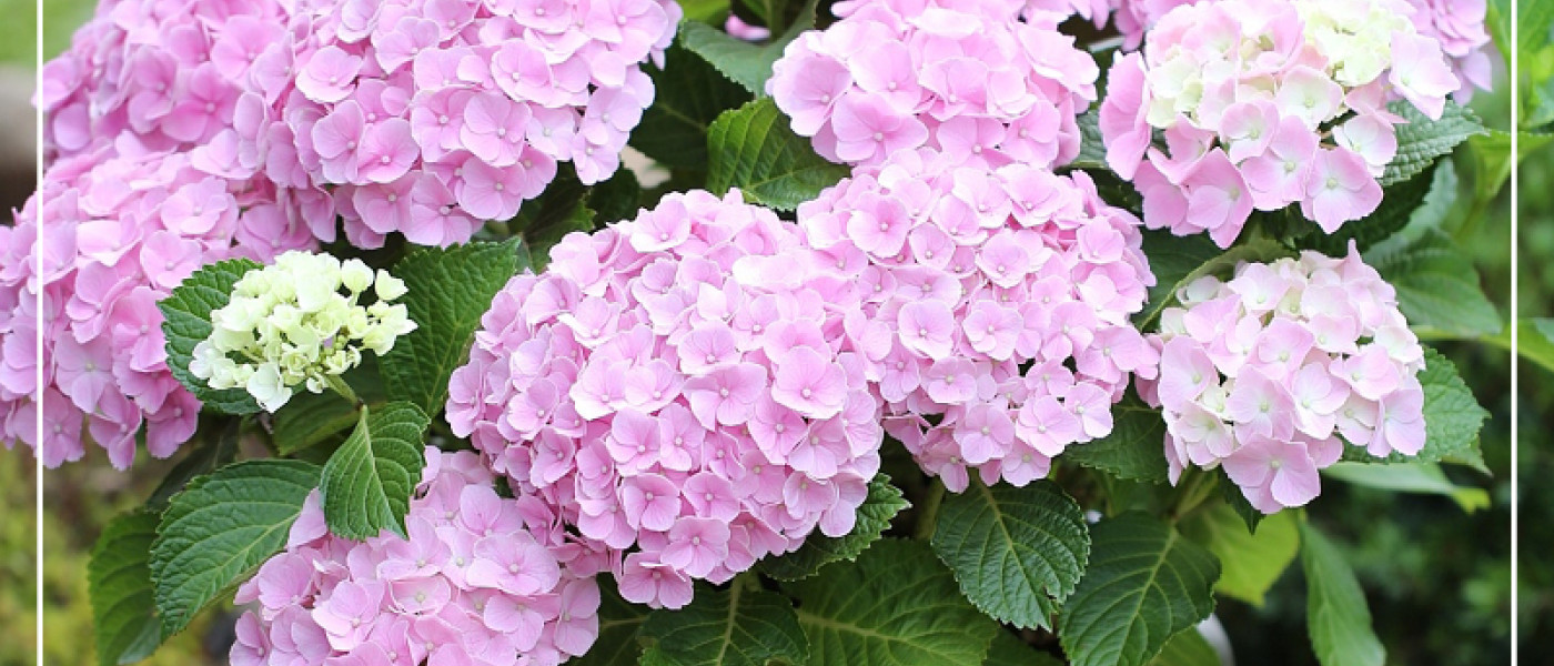 Wundersch&ouml;ne K&uuml;belpflanzen