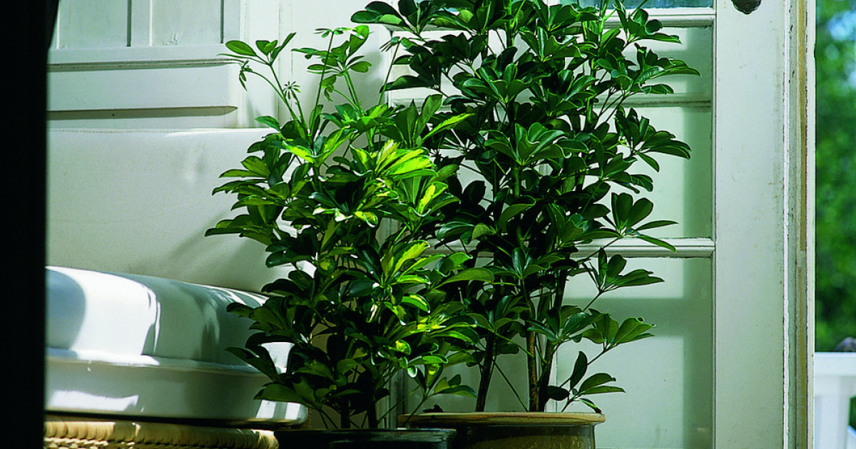 zimmerpflanzen spathiphyllum pflege Spathiphyllum main image 1
