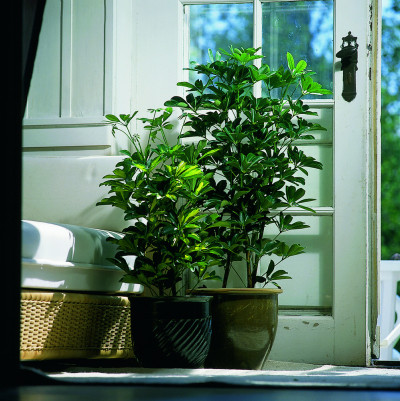 <? $page->title() ?>