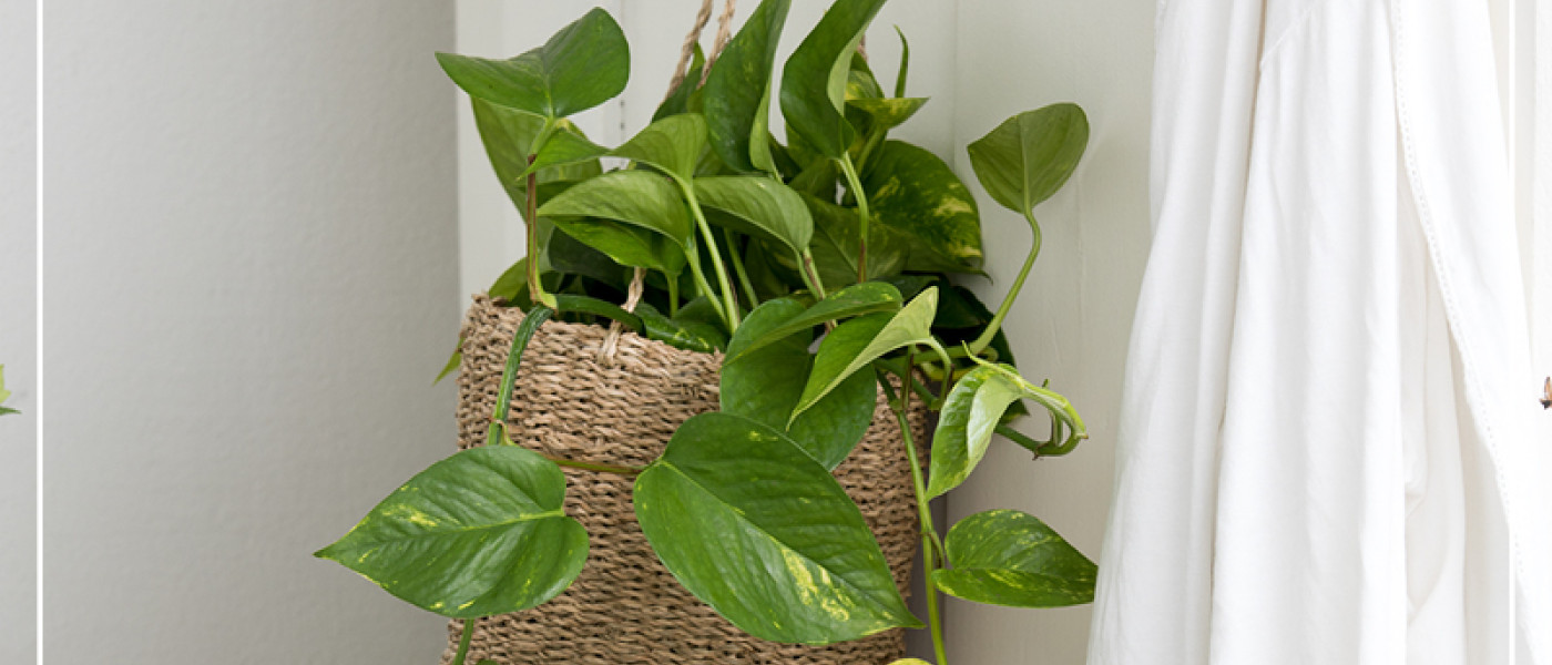 Zimmerpflanzen f&uuml;r die dunkle Jahreszeit