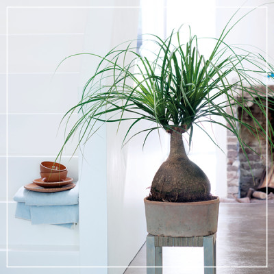 <? $page->title() ?>