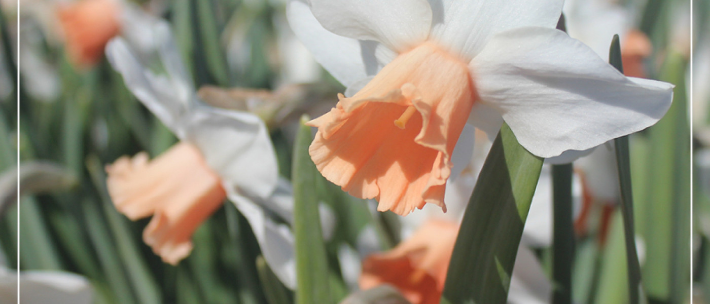 Zwergnarzissen - Die d&uuml;rfen in keinem Garten fehlen