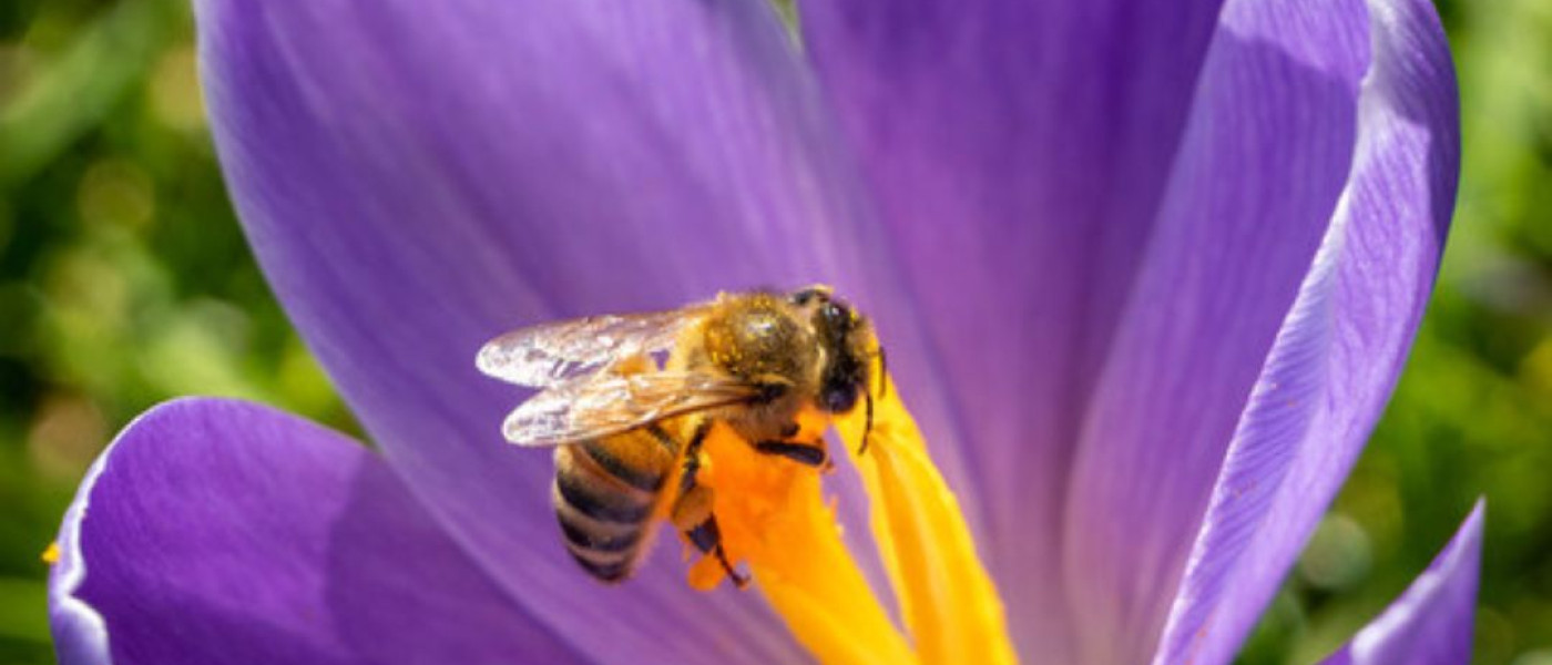 Zwiebelblumen als Bienenweide