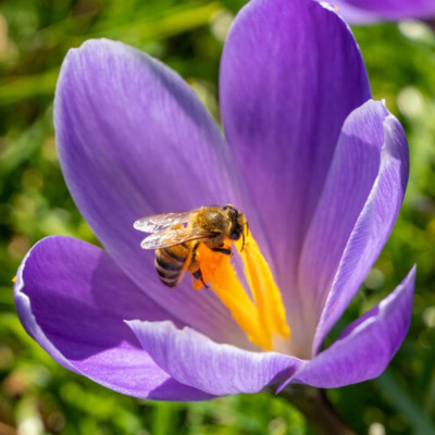 <? $page->title() ?>