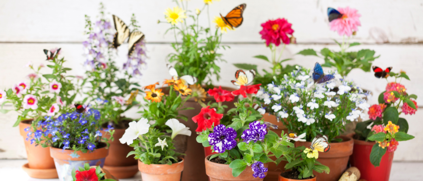 Crashkurs Fr&uuml;hbl&uuml;her im Garten