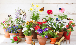 Crashkurs Fr&uuml;hbl&uuml;her im Garten