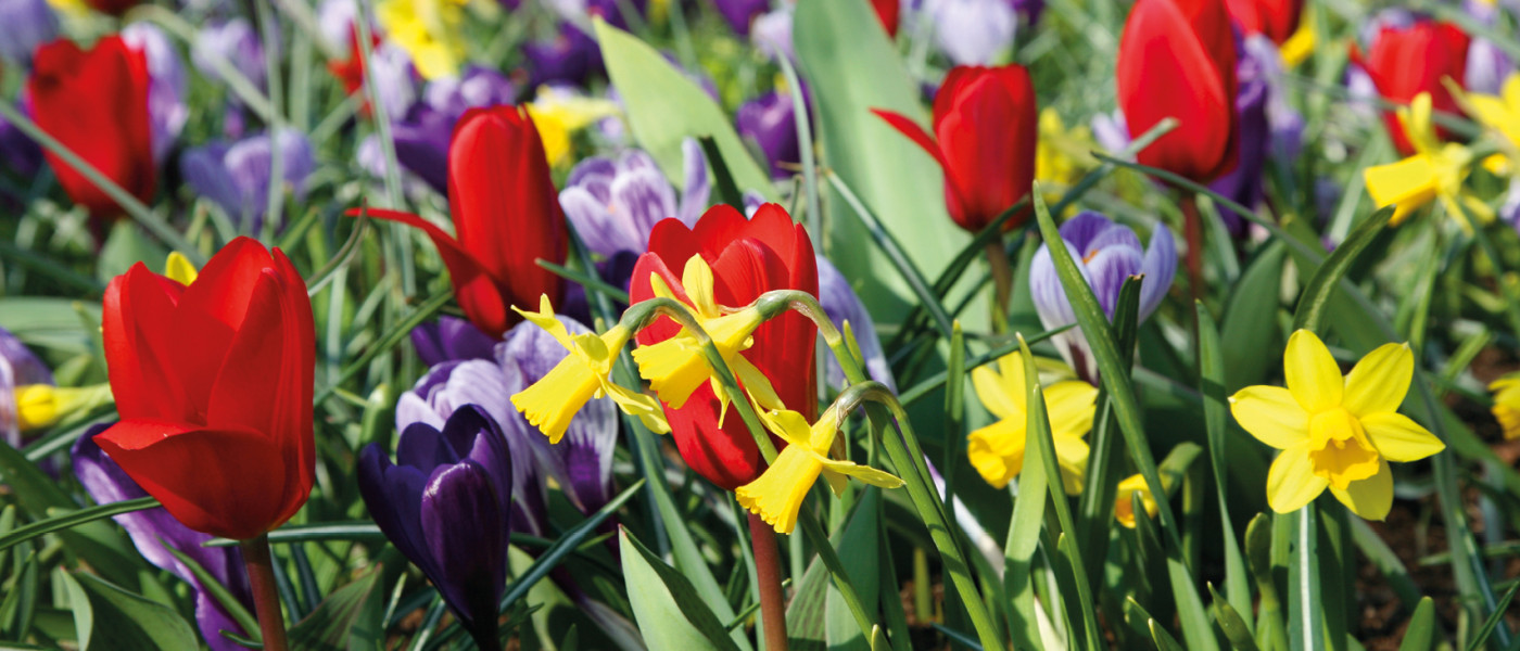 Garten-Stammtisch: Blumenzwiebeln