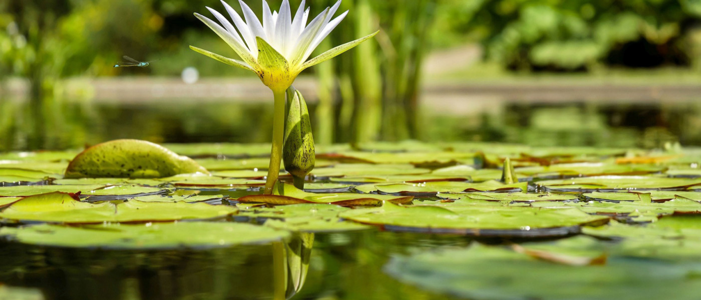 Garten-Stammtisch - Thema Wasserpflanzen