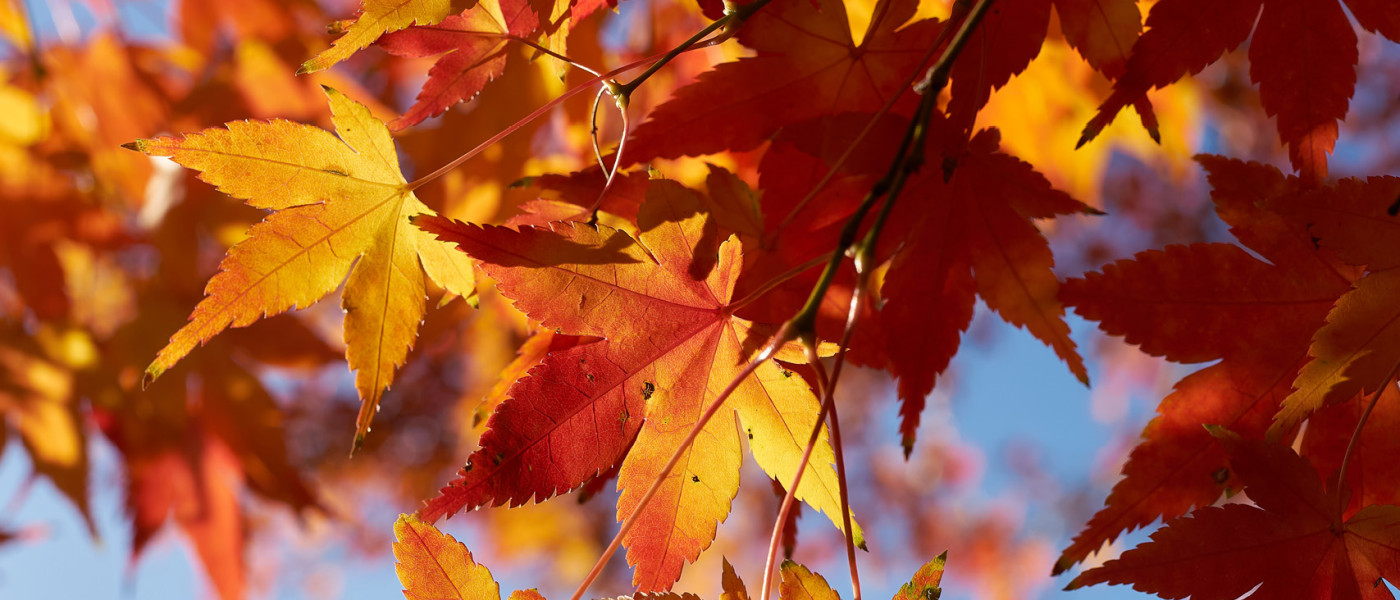 Großes Herbstfest