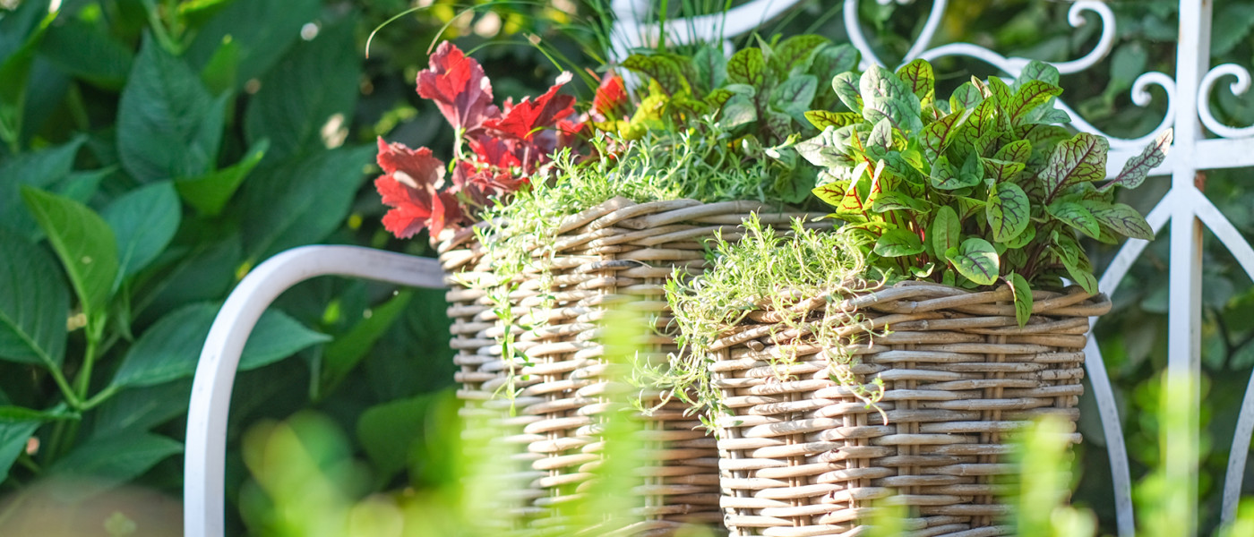 (Ausgebucht) Kr&auml;uter Crashkurs
