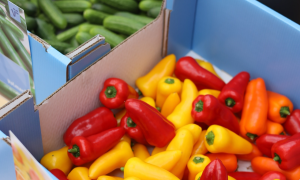 Volmary Gem&uuml;severk&ouml;stigung