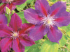 Clematis