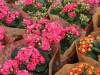 Kalanchoe