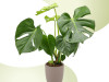 Monstera