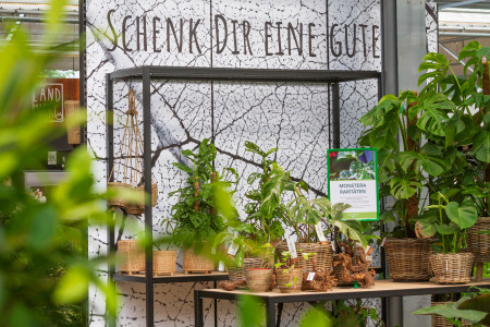 Rostock Gartencenter | Pflanzen Indoor
